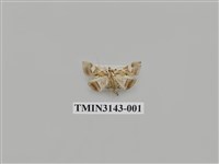 藏品(螟蛾290)的圖片